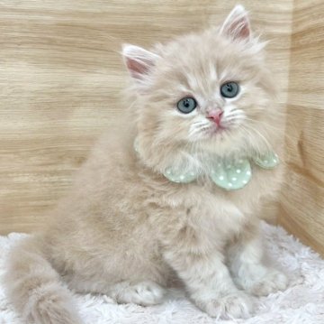 ミヌエット(長足)【愛知県・男の子・2025年6月14日・クリームタビー（ロングヘア）】の写真「8月10日~お迎え可能🍀管理番号611」