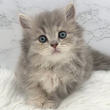 ミヌエット(短足)【愛知県・女の子・2025年11月7日・ブルーパッチドタビー（ロングヘア）】の写真「1月3日~お迎え可能🍀管理番号442°」