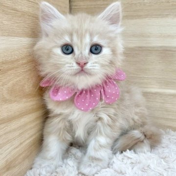 サイベリアン【愛知県・女の子・2025年6月19日・クリームタビー（ロングヘア）】の写真「8月15日~お迎え可能🍀管理番号623」