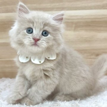 サイベリアン【愛知県・男の子・2025年3月22日・クリームタビー（ロングヘア）】の写真「5月18日~お迎え可能🍀管理番号289」