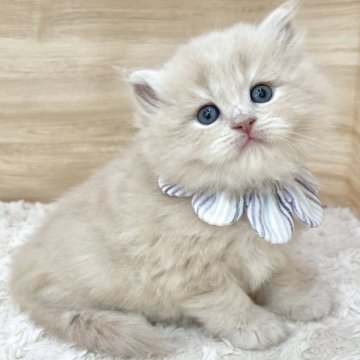 サイベリアン【愛知県・男の子・2025年7月17日・クリームタビー（ロングヘア）】の写真「9月12日~お迎え可能🍀管理番号715」