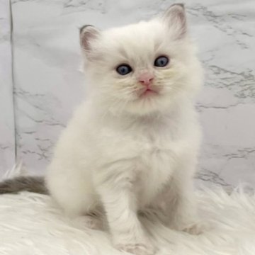 ラグドール【愛知県・男の子・2025年10月18日・ブルーポイントバイカラー（ロングヘア）】の写真「12月14日~お迎え可能🍀管理番号402°」