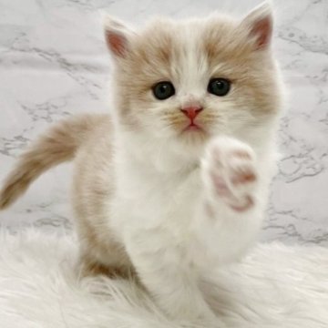 ミヌエット(長足)【愛知県・男の子・2025年10月28日・クリームタビー&ホワイト（ロングヘア）】の写真「12月24日~お迎え可能🍀管理番号423°」