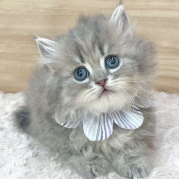 ミヌエット(短足)【愛知県・男の子・2025年7月24日・ブルータビー（ロングヘア）】の写真「9月19日~お迎え可能🍀管理番号751」