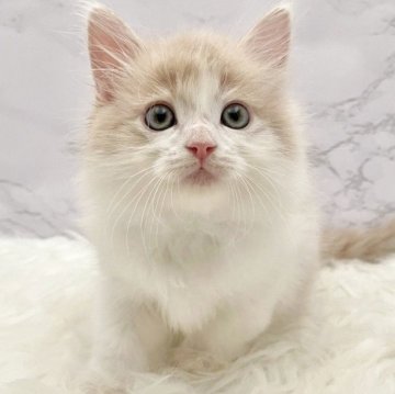 サイベリアン【愛知県・男の子・2025年9月19日・クリームタビー&ホワイト（ロングヘア）】の写真「11月15日~お迎え可能🍀管理番号899」