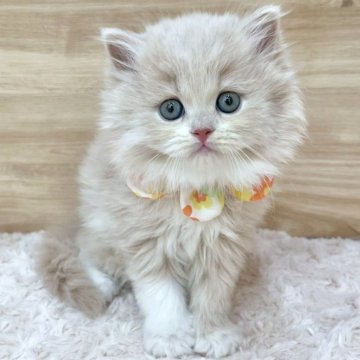 ミヌエット(長足)【愛知県・女の子・2025年5月25日・クリームタビー&ホワイト（ロングヘア）】の写真「7月21日~お迎え可能🍀管理番号529」