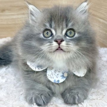 マンチカン(短足)【愛知県・男の子・2025年6月20日・ブルータビー（ロングヘア）】の写真「8月16日~お迎え可能🍀管理番号631」