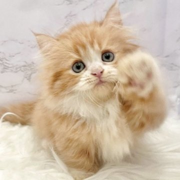 ミヌエット(短足)【愛知県・女の子・2025年9月20日・レッドタビー&ホワイト（ロングヘア）】の写真「11月16日~お迎え可能🍀管理番号905」