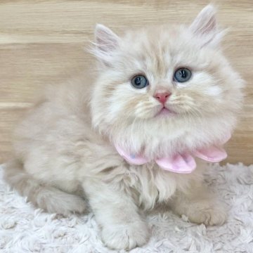 ミヌエット(長足)【愛知県・女の子・2025年8月3日・クリームタビー（ロングヘア）】の写真「9月29日~お迎え可能🍀管理番号791」