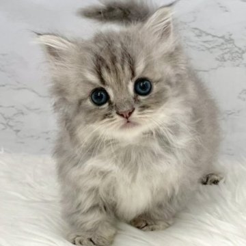 ミヌエット(短足)【愛知県・男の子・2025年9月18日・ブルーチンチラゴールデン（ロングヘア）】の写真「11月14日~お迎え可能🍀管理番号363°」