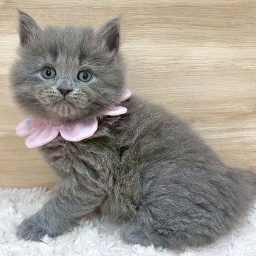 サイベリアン【愛知県・女の子・2025年5月31日・ブルータビー（ロングヘア）】の写真「7月27日~お迎え可能🍀管理番号560」