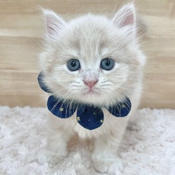 サイベリアン【愛知県・男の子・2025年7月18日・クリームタビー（ロングヘア）】の写真「9月13日~お迎え可能🍀管理番号719」