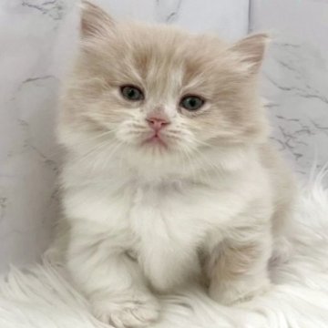 ミヌエット(短足)【愛知県・女の子・2025年10月19日・クリームタビー&ホワイト（ロングヘア）】の写真「12月15日~お迎え可能🍀管理番号419°」