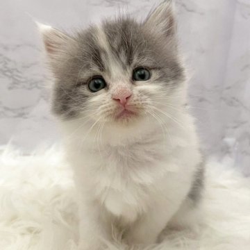 サイベリアン【愛知県・女の子・2025年10月23日・ダイリュートキャリコ（ロングヘア）】の写真「12月19日~お迎え可能🍀管理番号1025」