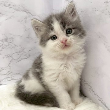 サイベリアン【愛知県・男の子・2025年10月23日・ブルータビー&ホワイト（ロングヘア）】の写真「12月19日~お迎え可能🍀管理番号1027」