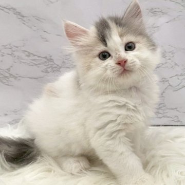 サイベリアン【愛知県・女の子・2025年10月23日・ダイリュートキャリコ（ロングヘア）】の写真「12月19日~お迎え可能🍀管理番号1028」