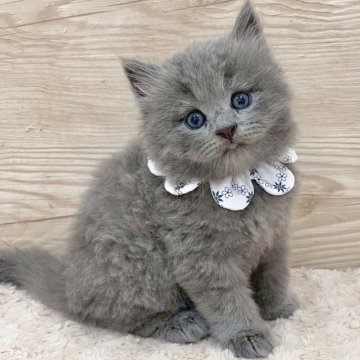 サイベリアン【愛知県・男の子・2025年5月28日・ブルータビー（ロングヘア）】の写真「7月24日~お迎え可能🍀管理番号54*」