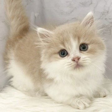 ミヌエット(短足)【愛知県・男の子・2025年10月6日・クリームタビー&ホワイト（ロングヘア）】の写真「12月2日~お迎え可能🍀管理番号107*」