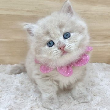 サイベリアン【愛知県・女の子・2025年7月18日・クリームタビー（ロングヘア）】の写真「9月13日~お迎え可能🍀管理番号720」
