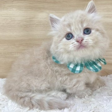 ミヌエット(短足)【愛知県・男の子・2025年5月12日・クリームタビー（ロングヘア）】の写真「7月8日~お迎え可能🍀管理番号462」
