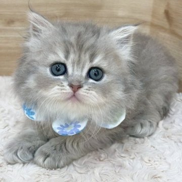 ミヌエット(長足)【愛知県・男の子・2025年5月10日・ブルータビー（ロングヘア）】の写真「7月6日~お迎え可能🍀管理番号442」