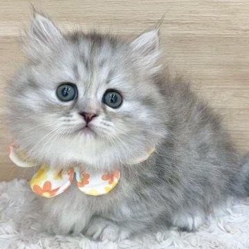 マンチカン(短足)【愛知県・女の子・2025年8月16日・シルバーパッチドタビー（ロングヘア）】の写真「10月12日~お迎え可能🍀管理番号822」