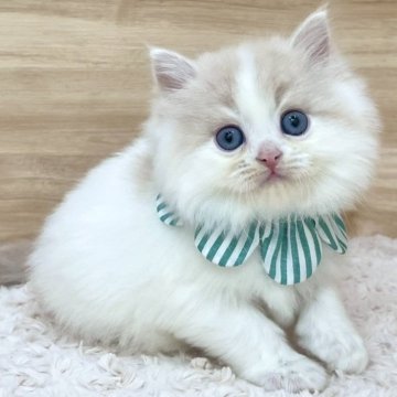 ミヌエット(長足)【愛知県・男の子・2025年3月28日・クリームタビー&ホワイト（ロングヘア）】の写真「5月24日~お迎え可能🍀管理番号315」