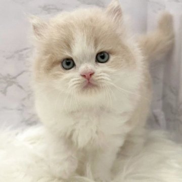 ミヌエット(長足)【愛知県・男の子・2025年10月31日・クリームタビー&ホワイト（ロングヘア）】の写真「12月27日~お迎え可能🍀管理番号1061」