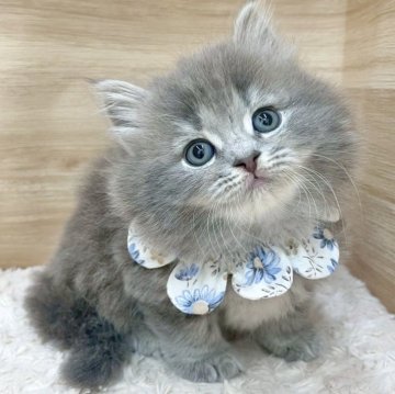 サイベリアン【愛知県・男の子・2025年7月26日・ブルータビー（ロングヘア）】の写真「9月21日~お迎え可能🍀管理番号756」