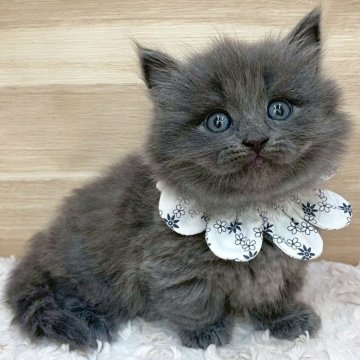 マンチカン(短足)【愛知県・女の子・2025年4月20日・ブルー（ロングヘア）】の写真「6月16日~お迎え可能🍀管理番号391」