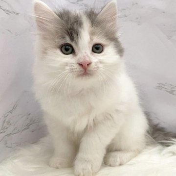 サイベリアン【愛知県・女の子・2025年10月23日・ダイリュートキャリコ（ロングヘア）】の写真「12月19日~お迎え可能🍀管理番号1024」