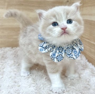 サイベリアン【愛知県・男の子・2025年4月13日・クリームタビー&ホワイト（ロングヘア）】の写真「6月9日~お迎え可能🍀管理番号377」