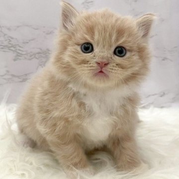 サイベリアン【愛知県・男の子・2025年10月30日・クリームタビー&ホワイト（ロングヘア）】の写真「12月26日~お迎え可能🍀管理番号1058」