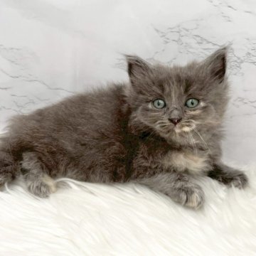 マンチカン(長足)【愛知県・女の子・2025年9月23日・ブルーパッチドタビー（ロングヘア）】の写真「11月19日~お迎え可能🍀管理番号369°」