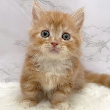 ミヌエット(短足)【愛知県・男の子・2025年10月27日・レッドタビー&ホワイト（ロングヘア）】の写真「12月23日~お迎え可能🍀管理番号1052」