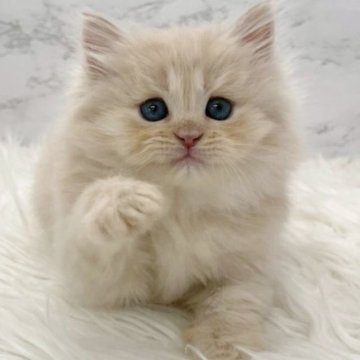 ミヌエット(長足)【愛知県・男の子・2025年10月19日・クリームタビー（ロングヘア）】の写真「12月15日~お迎え可能🍀管理番号407°」