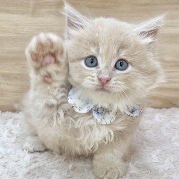 サイベリアン【愛知県・男の子・2025年7月20日・クリームタビー（ロングヘア）】の写真「9月15日~お迎え可能🍀管理番号733」