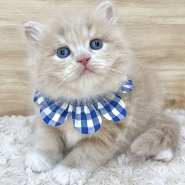 サイベリアン【愛知県・男の子・2025年7月17日・クリームタビー&ホワイト（ロングヘア）】の写真「9月12日~お迎え可能🍀管理番号714」