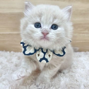 ミヌエット(長足)【愛知県・男の子・2025年6月20日・クリームタビー（ロングヘア）】の写真「8月16日~お迎え可能🍀管理番号643」