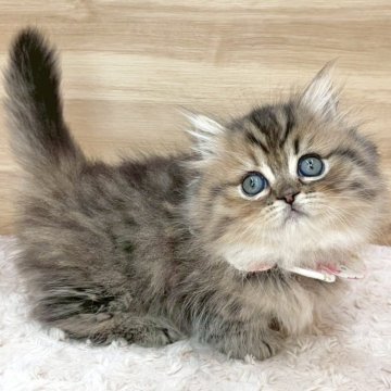 ミヌエット(短足)【愛知県・女の子・2025年6月21日・ブラウンパッチドタビー（ロングヘア）】の写真「8月17日~お迎え可能🍀管理番号647」