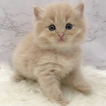 サイベリアン【愛知県・女の子・2025年10月30日・クリームタビー（ロングヘア）】の写真「12月26日~お迎え可能🍀管理番号1056」