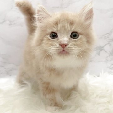 サイベリアン【愛知県・男の子・2025年10月22日・クリームタビー&ホワイト（ロングヘア）】の写真「12月18日~お迎え可能🍀管理番号1021」