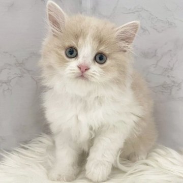 ミヌエット(長足)【愛知県・男の子・2025年10月6日・クリームタビー&ホワイト（ロングヘア）】の写真「12月2日~お迎え可能🍀管理番号111*」