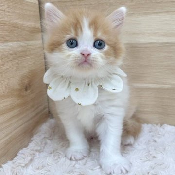 ミヌエット(長足)【愛知県・男の子・2025年4月23日・レッドタビー&ホワイト（ロングヘア）】の写真「6月19日~お迎え可能🍀管理番号398」