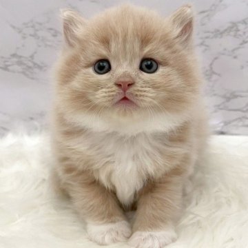 サイベリアン【愛知県・男の子・2025年10月30日・クリームタビー&ホワイト（ロングヘア）】の写真「12月26日~お迎え可能🍀管理番号1055」