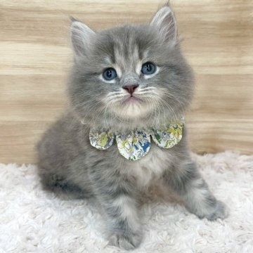 サイベリアン【愛知県・男の子・2025年3月21日・ブルータビー（ロングヘア）】の写真「5月17日~お迎え可能🍀管理番号287」