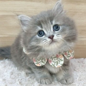 サイベリアン【愛知県・女の子・2025年7月26日・ブルータビー（ロングヘア）】の写真「9月21日~お迎え可能🍀管理番号758」