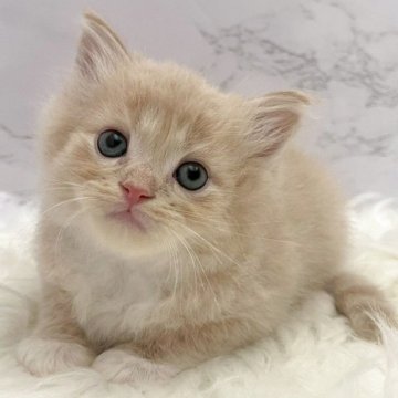 サイベリアン【愛知県・男の子・2025年10月22日・クリームタビー&ホワイト（ロングヘア）】の写真「12月18日~お迎え可能🍀管理番号1019」