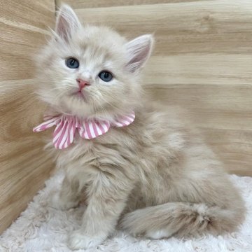 サイベリアン【愛知県・女の子・2025年1月16日・クリームタビー&ホワイト（ロングヘア）】の写真「3月14日~お迎え可能🍀管理番号75」