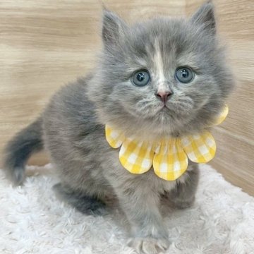 サイベリアン【愛知県・女の子・2025年7月31日・ブルーパッチドタビー（ロングヘア）】の写真「9月26日~お迎え可能🍀管理番号783」